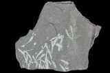 Fossil Graptolite Cluster (Didymograptus) - Great Britain #103423-1
